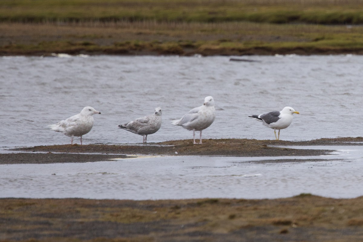 Lesser Black-backed Gull (taimyrensis) - ML622696464