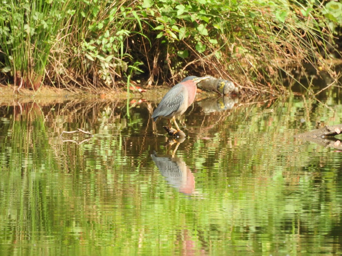 Green Heron - ML622696465