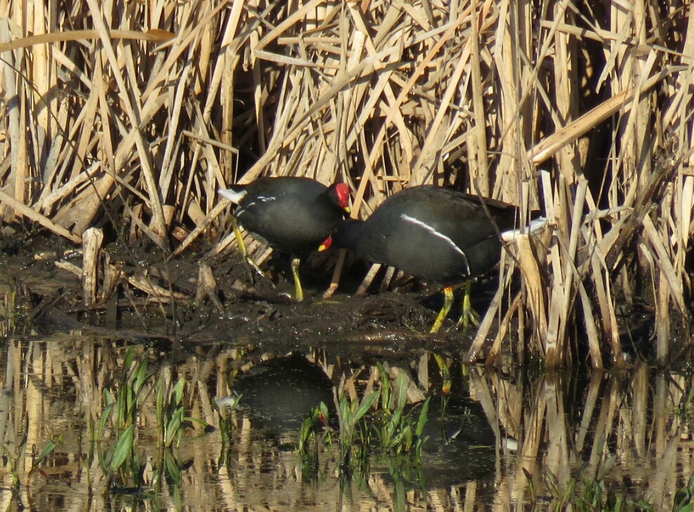 Eurasian Moorhen - Brad Arthur