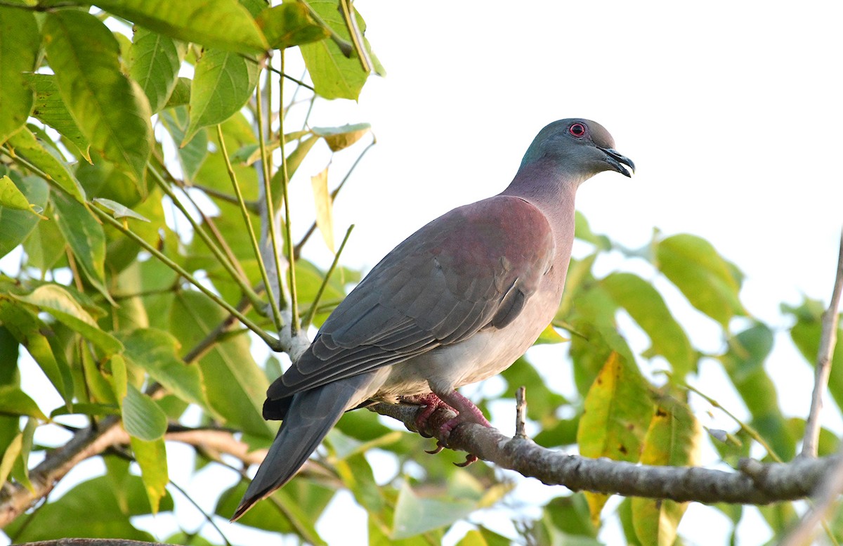 Pale-vented Pigeon - ML622696531