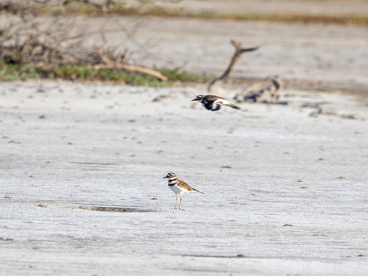 Killdeer - ML622696550