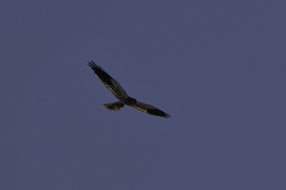 Montagu's Harrier - ML622696736