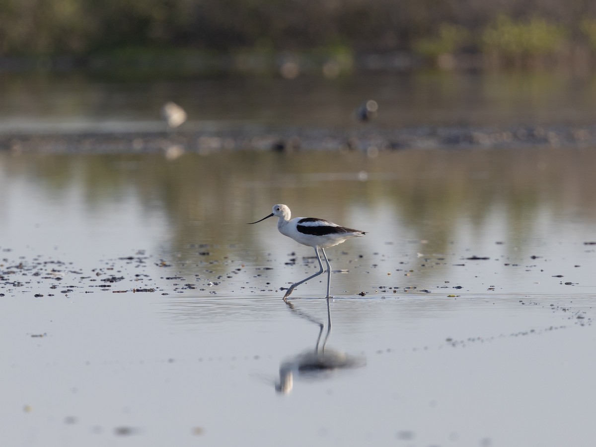 American Avocet - ML622696753