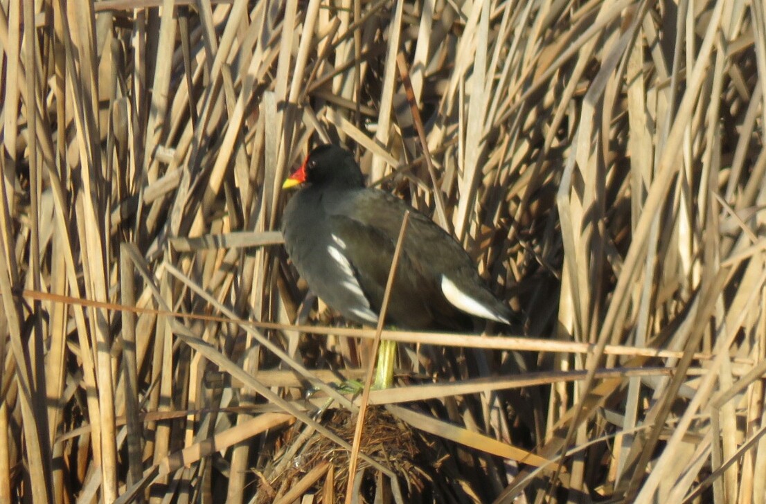 Eurasian Moorhen - ML62269681