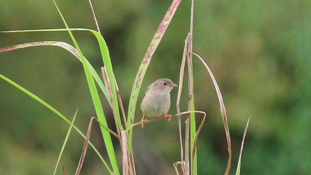 Grass Wren - ML622696811