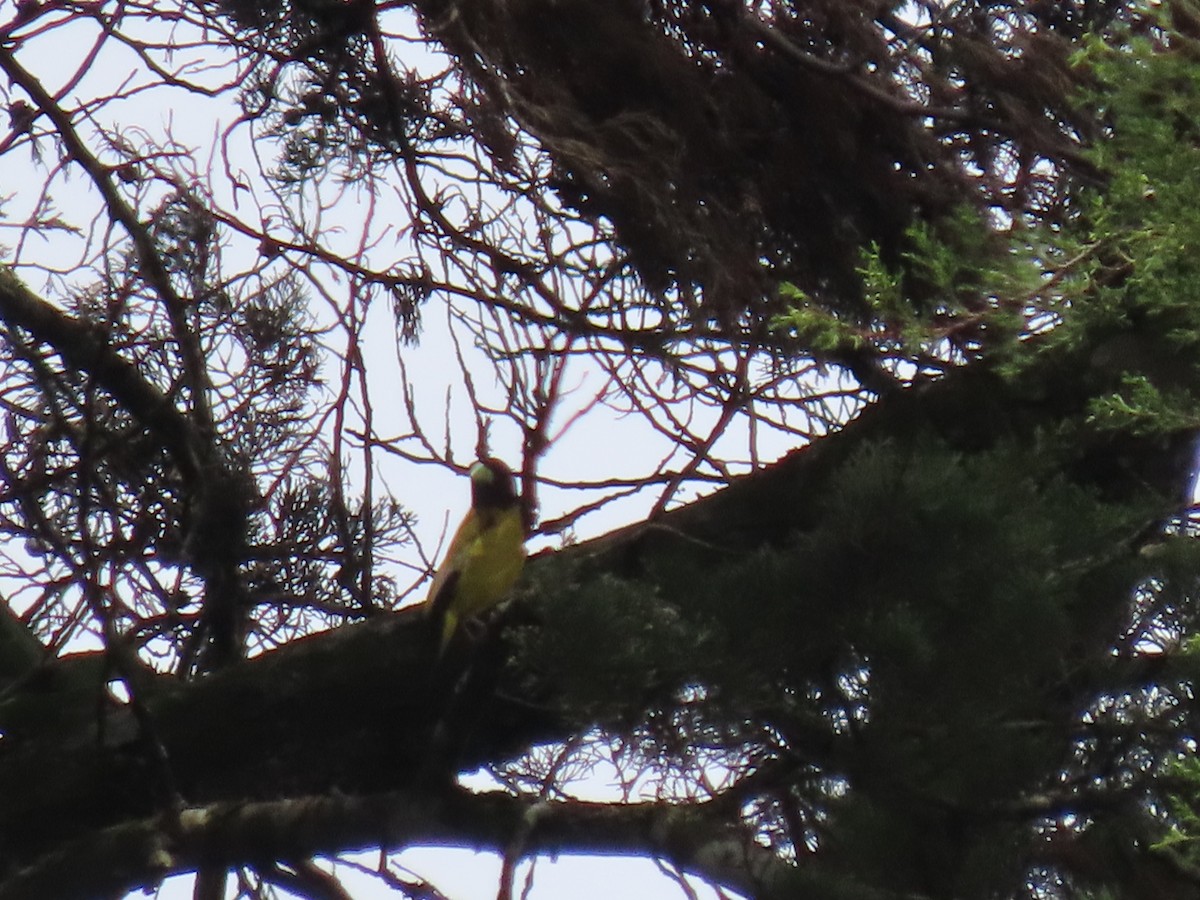 Hooded Grosbeak - ML622696836