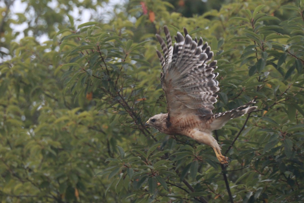 Red-shouldered Hawk - ML622696856