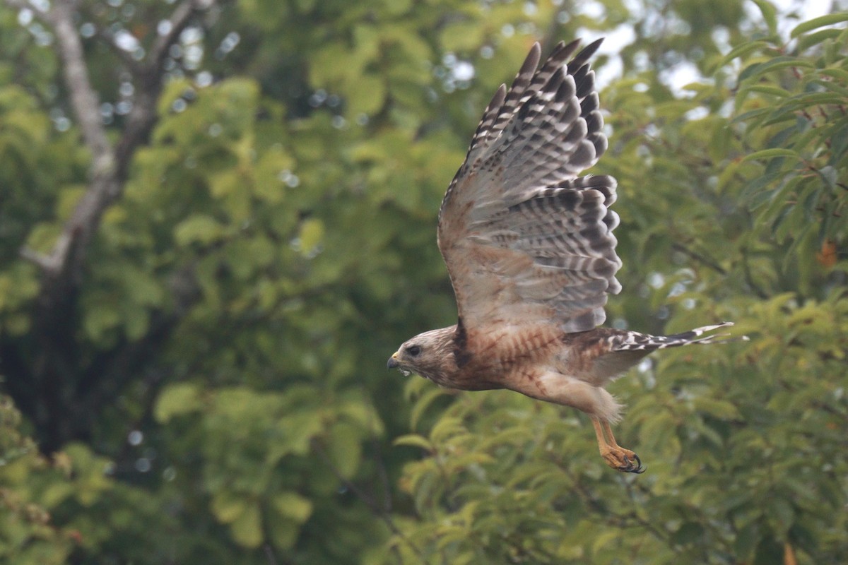 Red-shouldered Hawk - ML622696857