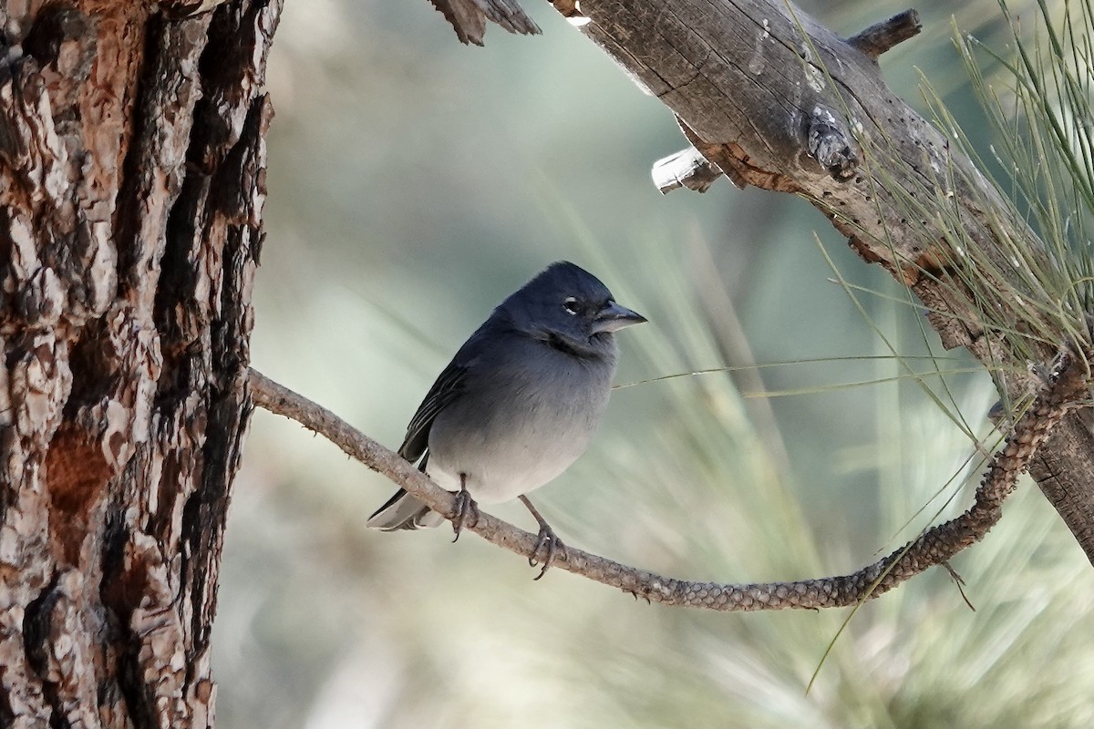 Tenerife Blue Chaffinch - ML622696860