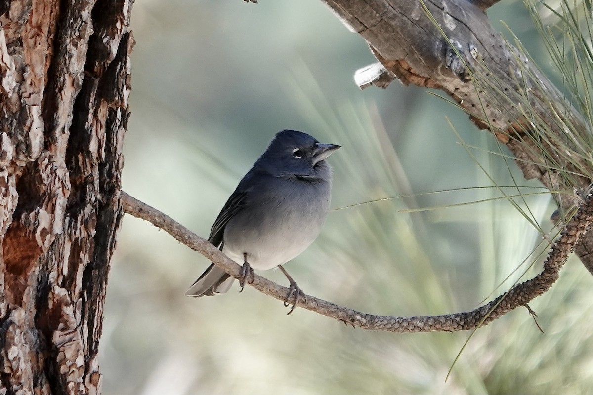 Tenerife Blue Chaffinch - ML622696861