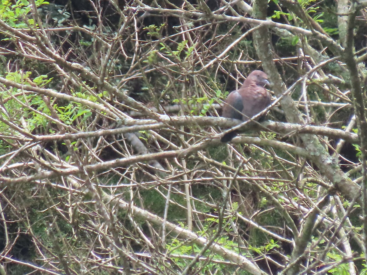 Red-billed Pigeon - ML622696892