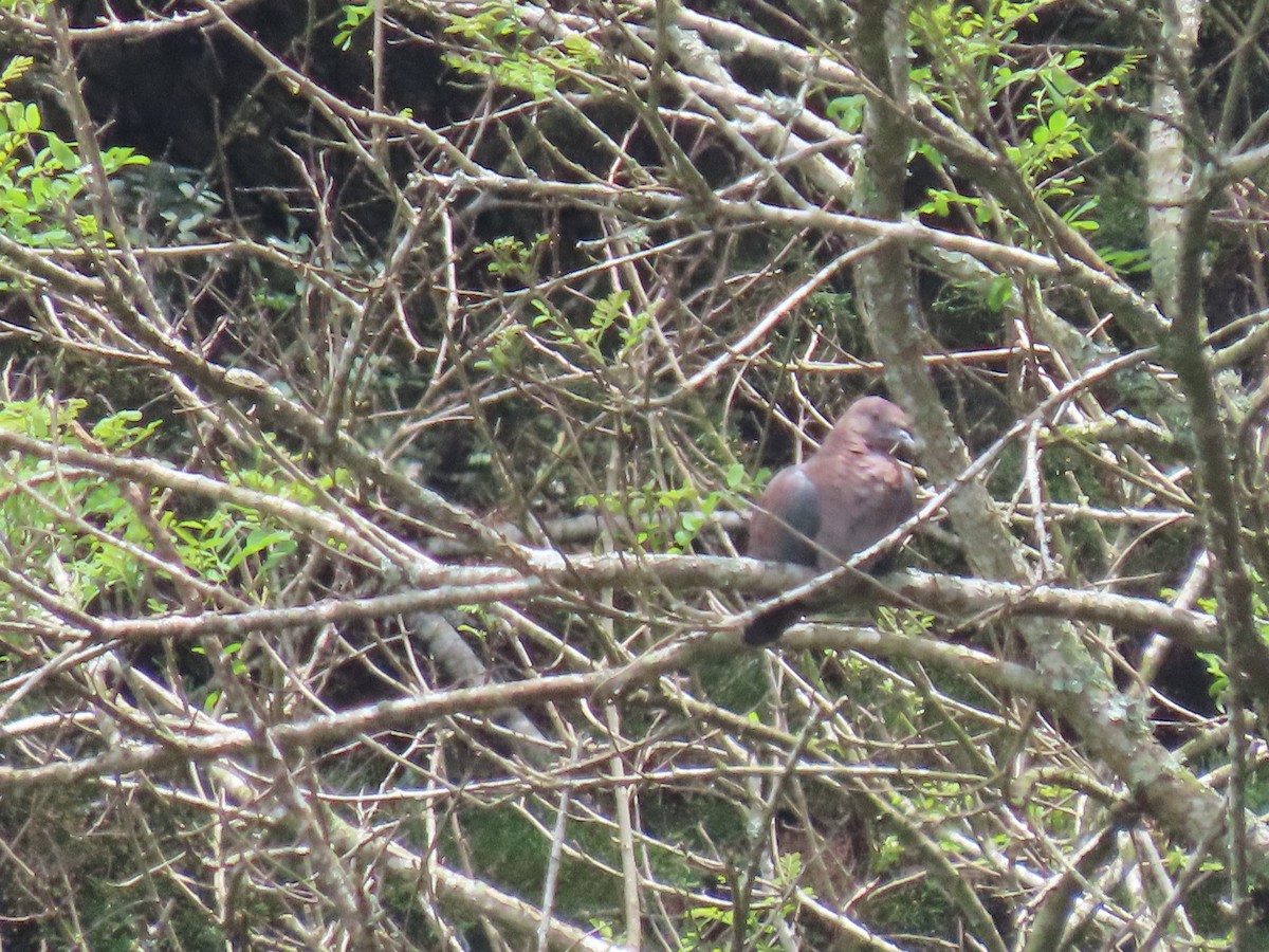 Red-billed Pigeon - ML622696893