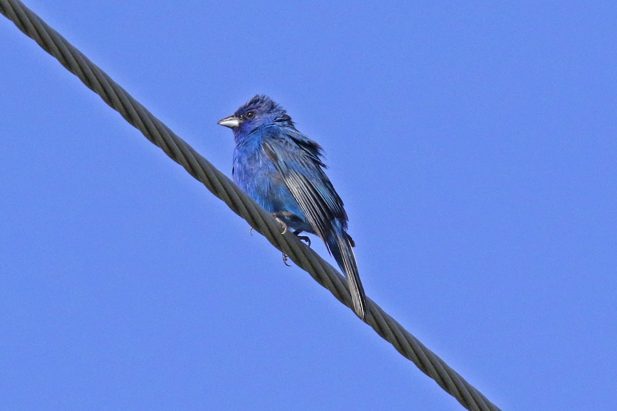 Indigo Bunting - John Skene