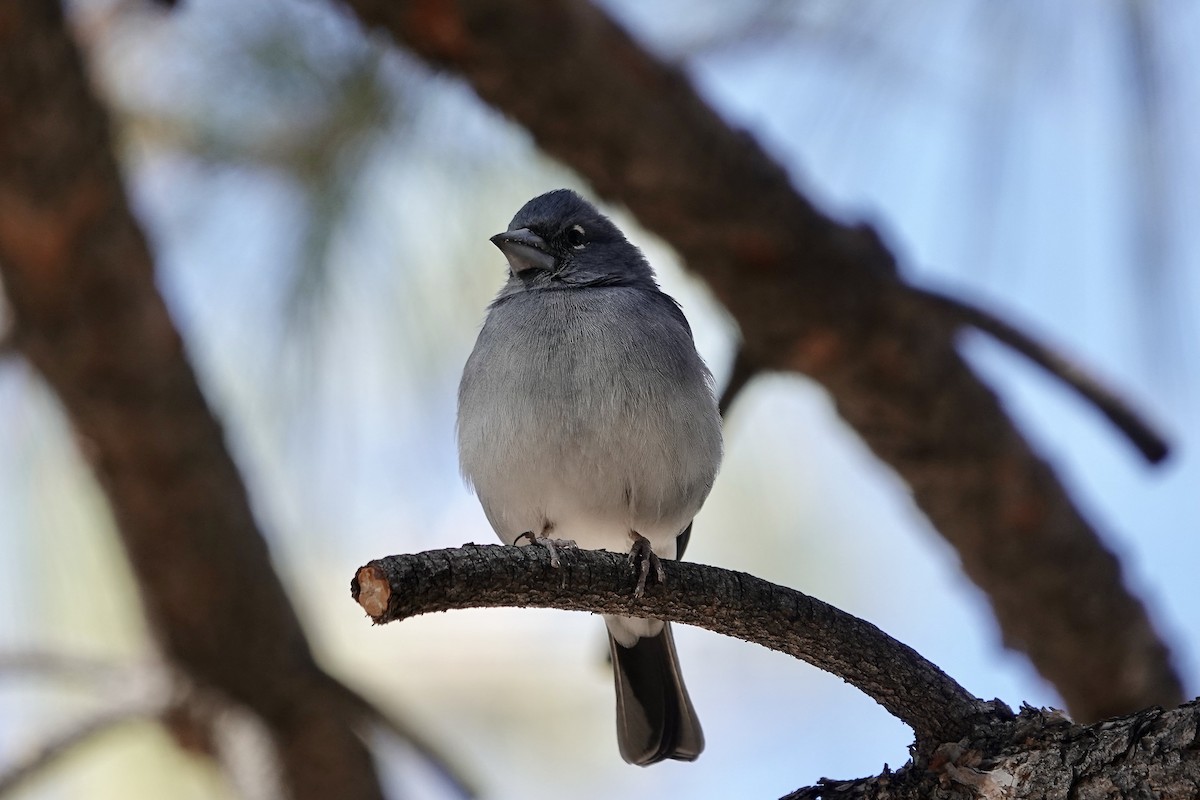 Tenerife Blue Chaffinch - ML622696940