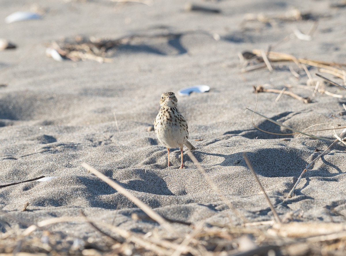 Correndera Pipit - ML622696972