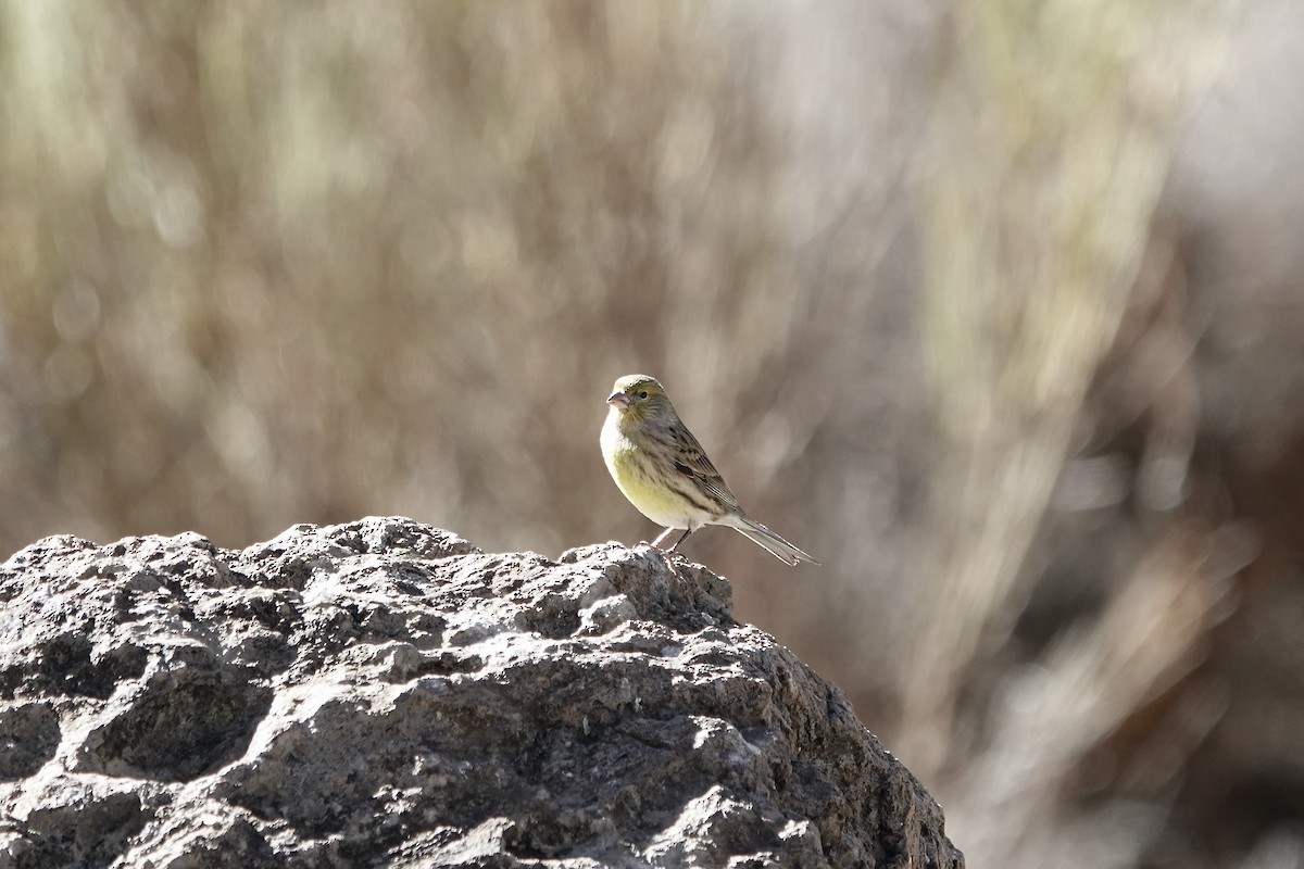 Island Canary - ML622696987