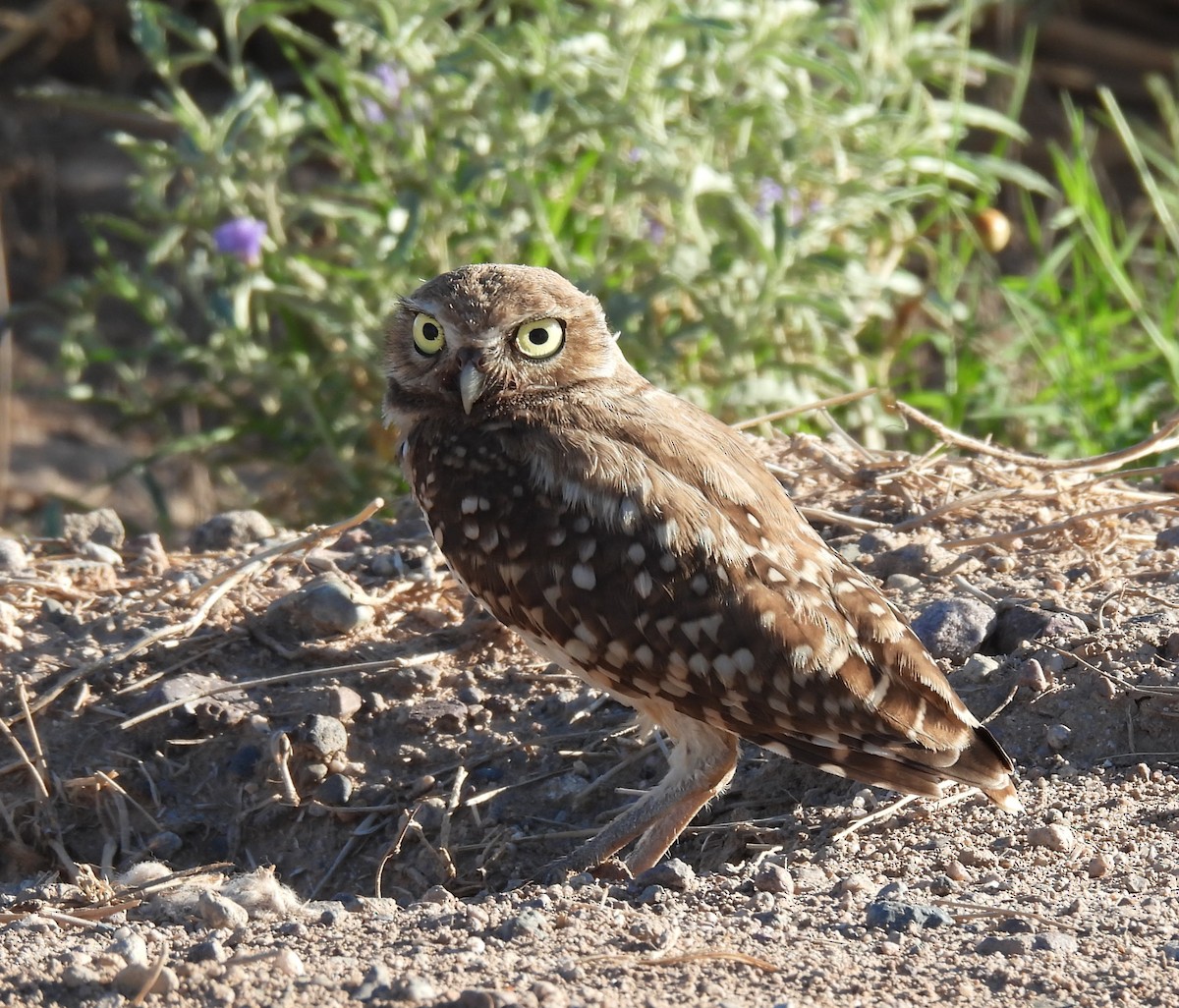 Burrowing Owl - ML622697095