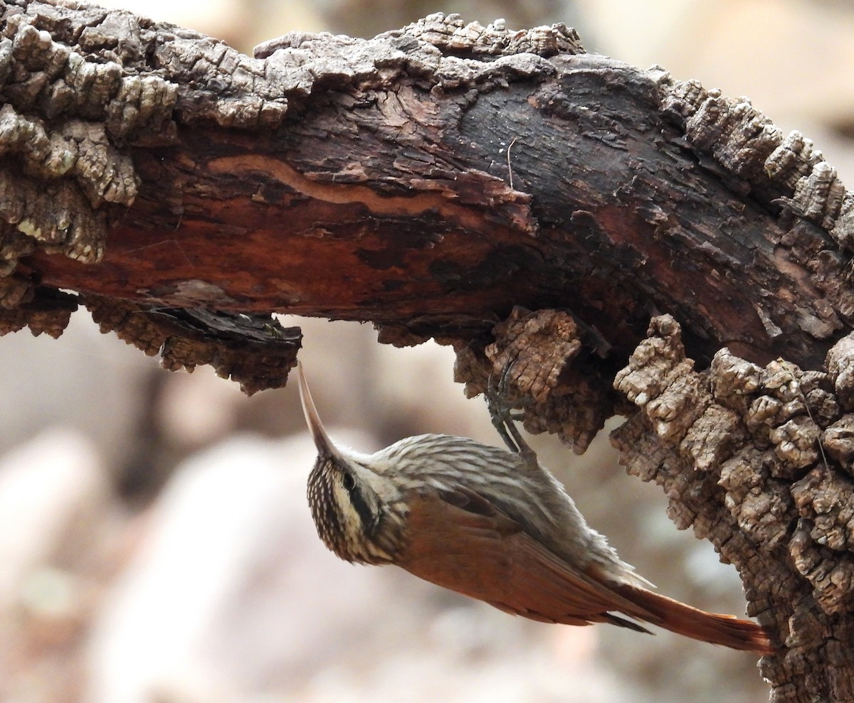 Narrow-billed Woodcreeper - ML622697102