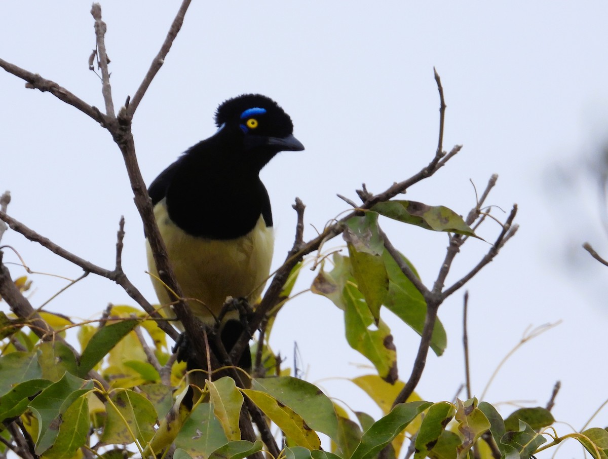 Plush-crested Jay - Suzanne Hall