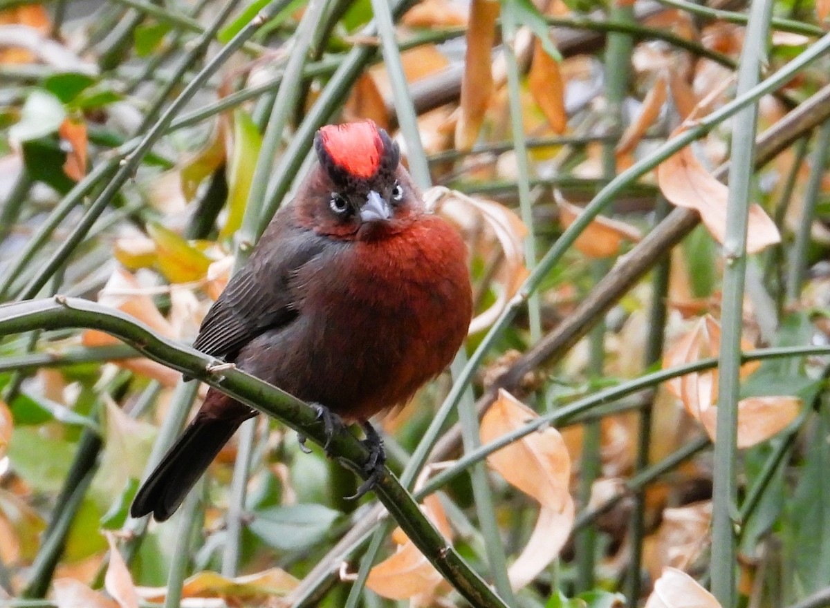 Red-crested Finch - Suzanne Hall