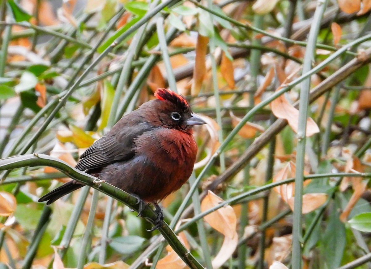 Red-crested Finch - ML622697110