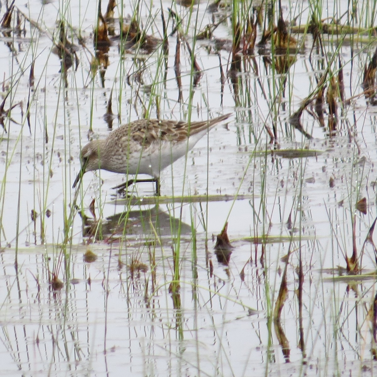 White-rumped Sandpiper - ML622697204