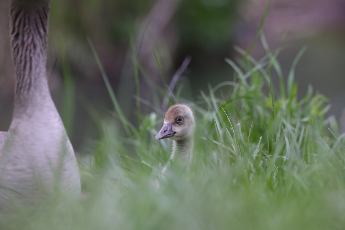 Graylag Goose - ML622697211