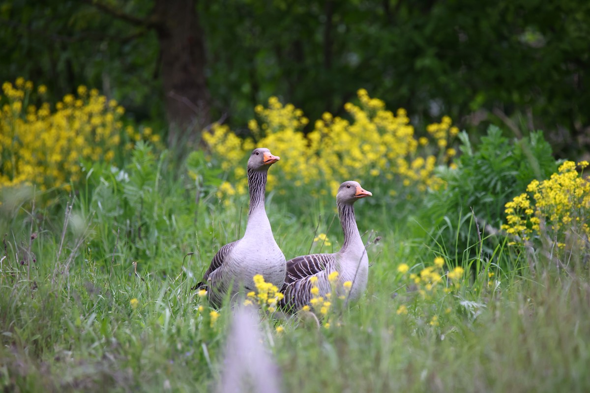 Graylag Goose - ML622697212