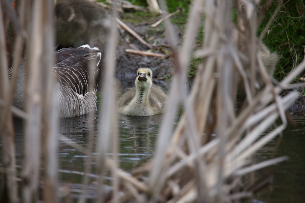 Graylag Goose - ML622697213