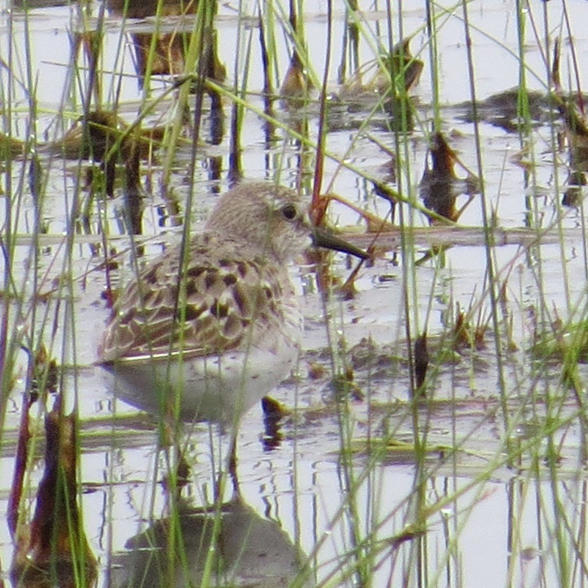 White-rumped Sandpiper - ML622697217