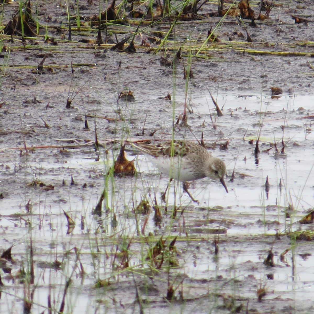 White-rumped Sandpiper - ML622697233