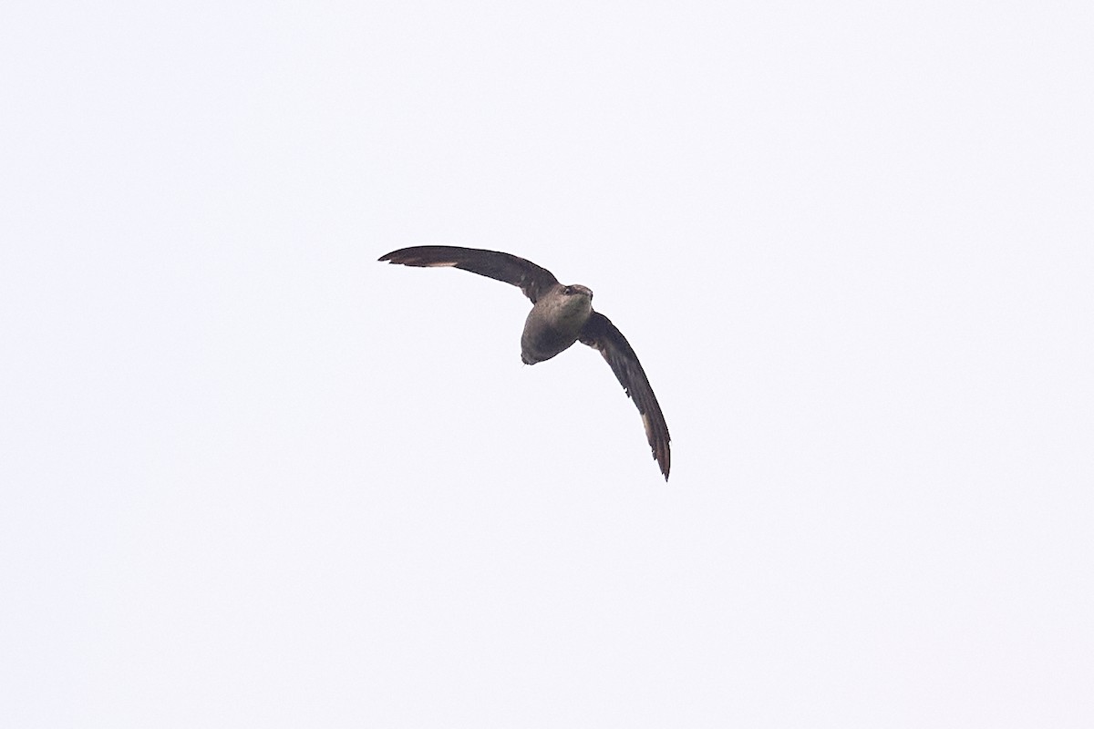 Chimney Swift - Patrice St-Pierre