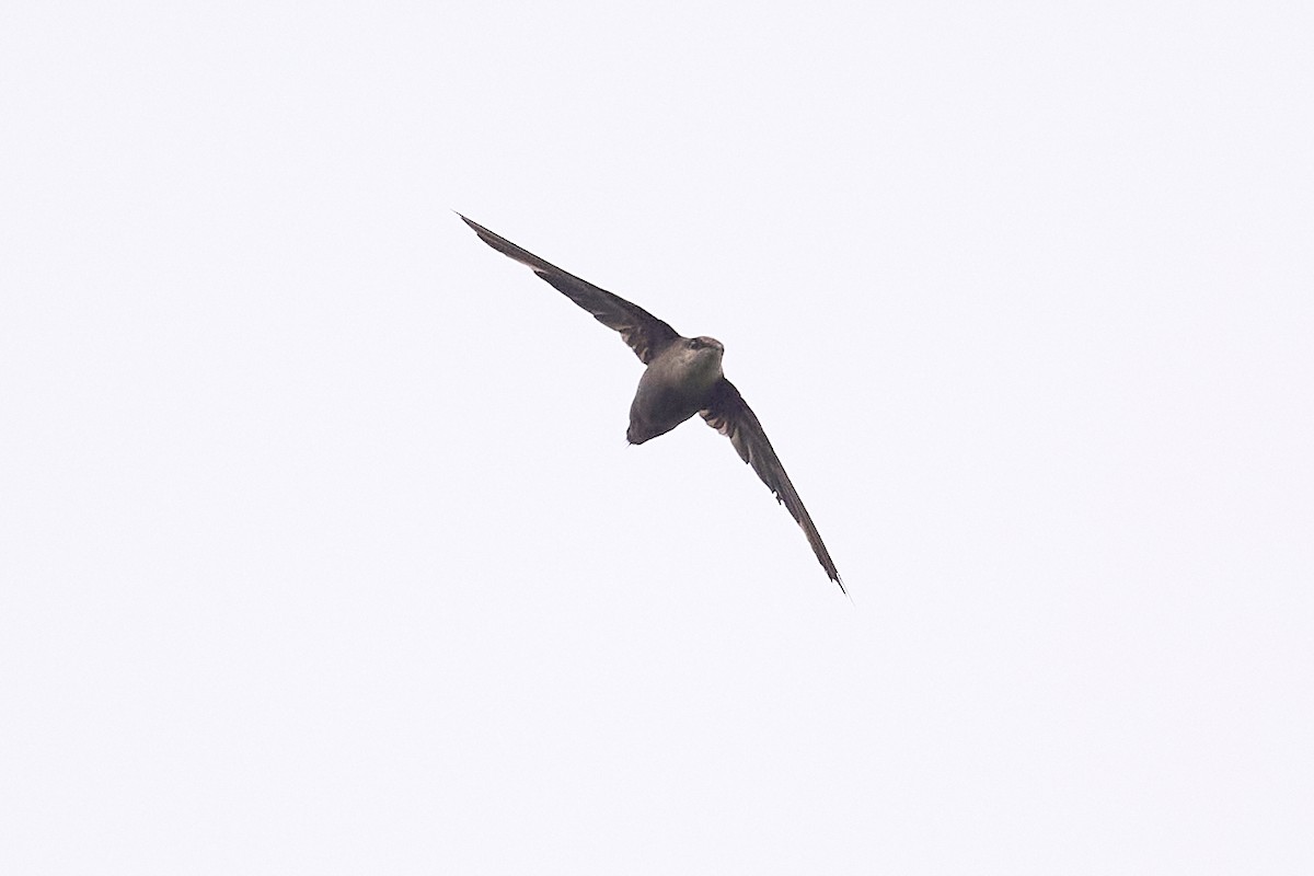 Chimney Swift - ML622697252