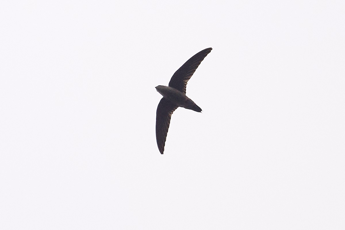 Chimney Swift - ML622697253