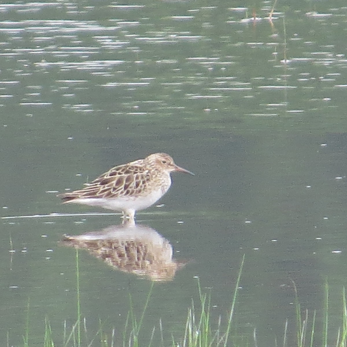 Pectoral Sandpiper - ML622697258