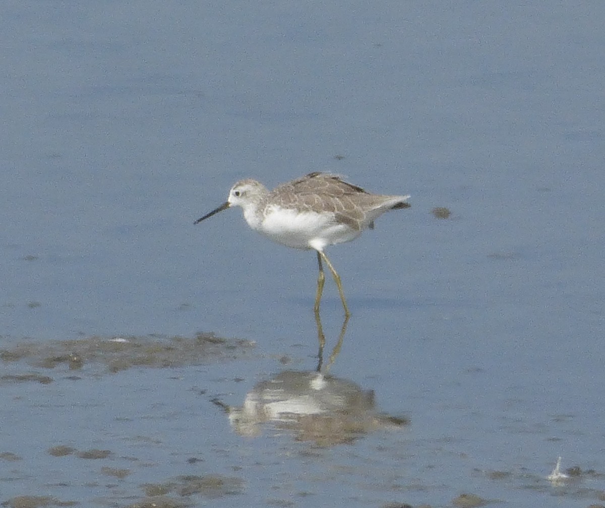 Marsh Sandpiper - Ryan Pottinger