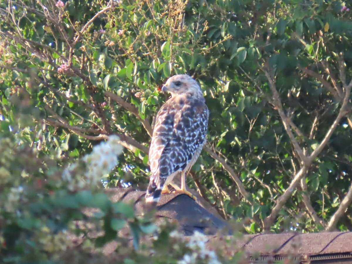 Red-shouldered Hawk - ML622697284