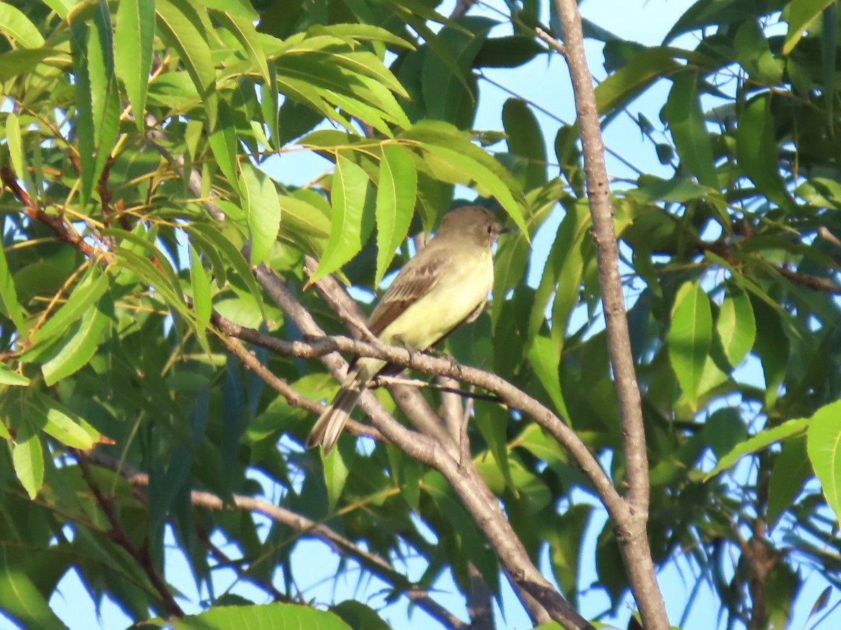 Eastern Phoebe - ML622697293