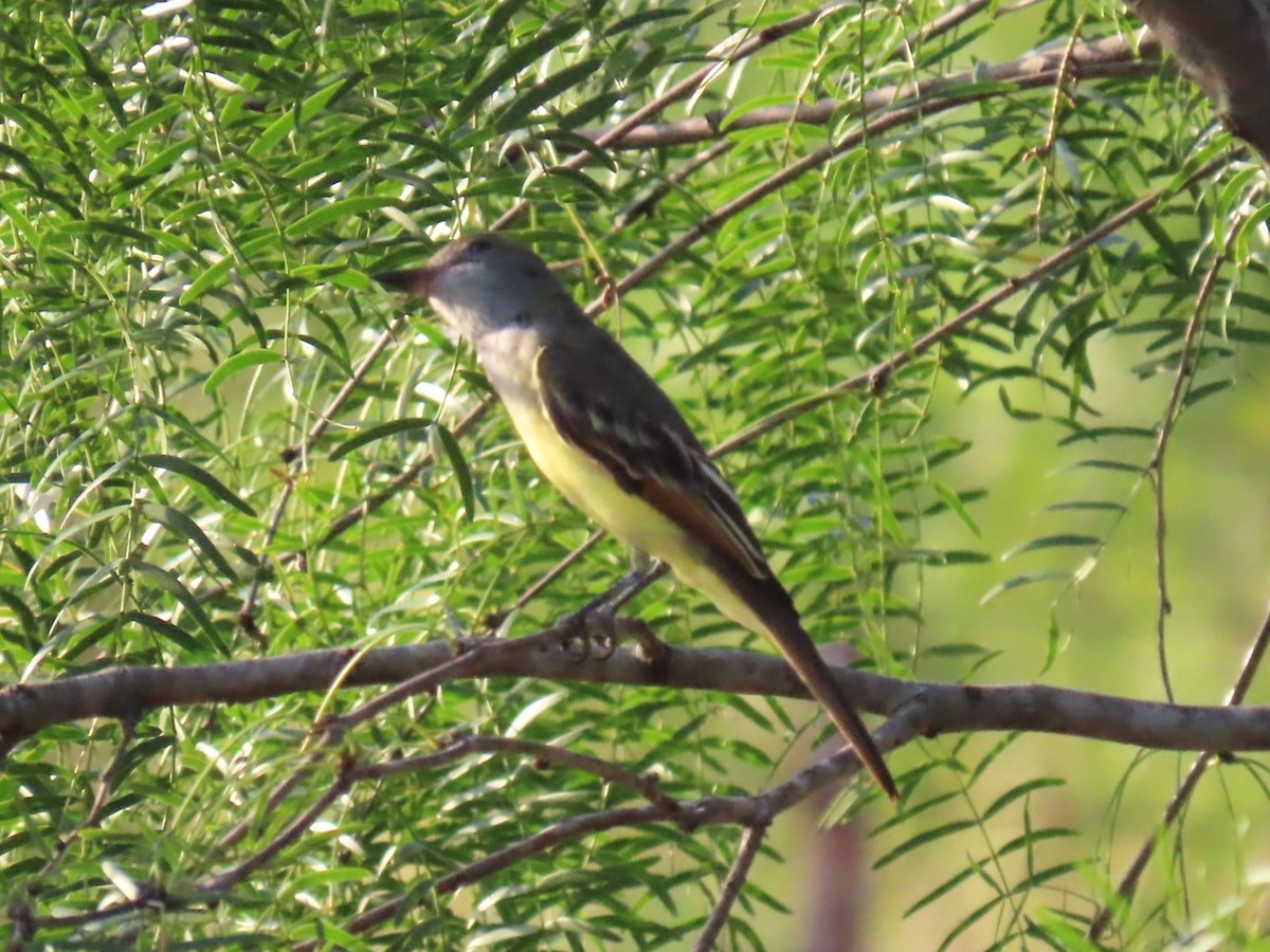 Great Crested Flycatcher - ML622697294