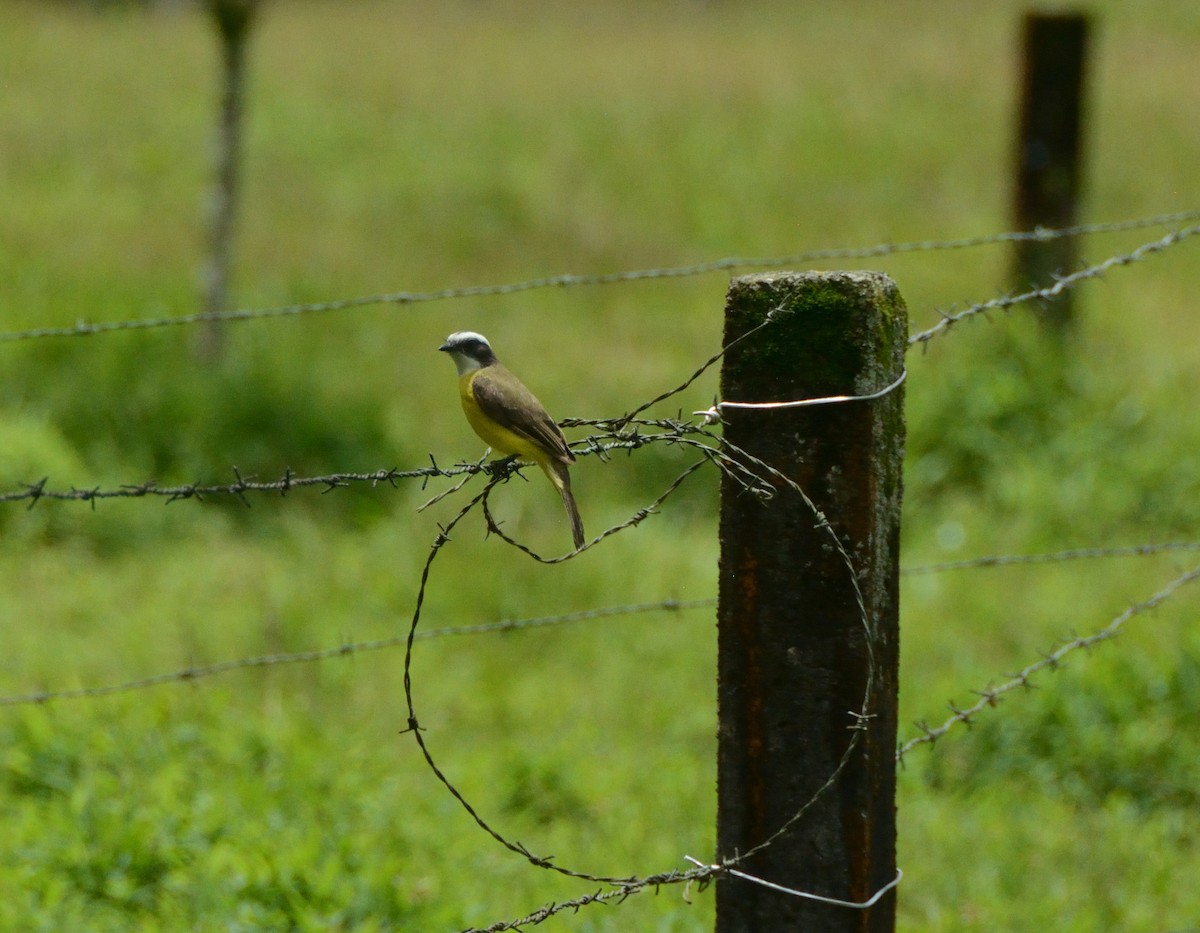 White-ringed Flycatcher - ML622697296