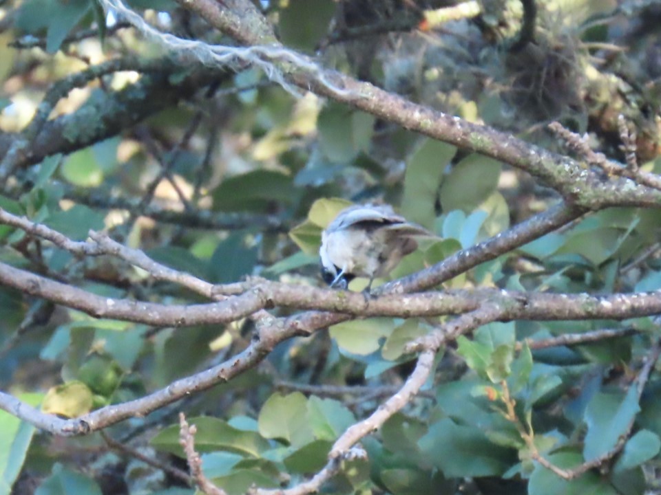 Carolina Chickadee - ML622697299