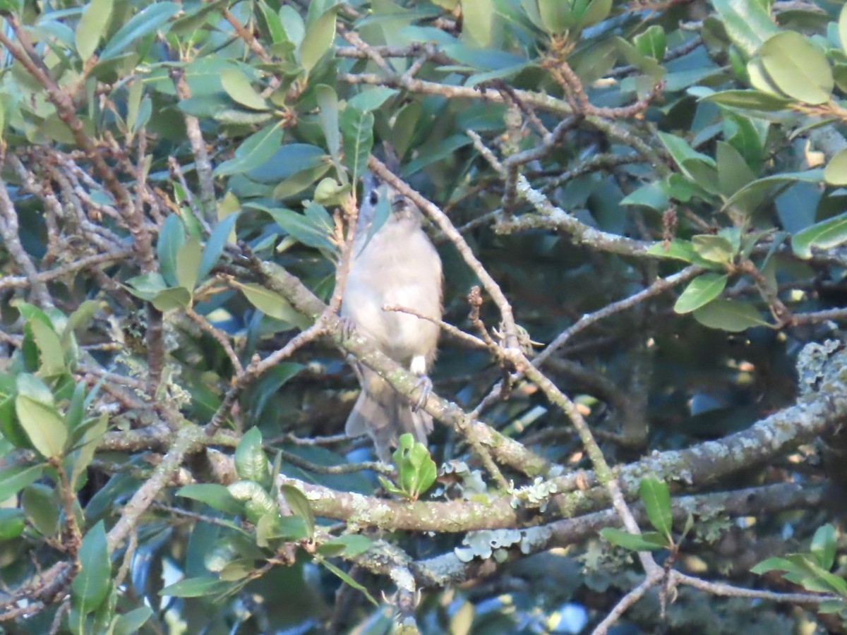 Black-crested Titmouse - ML622697306