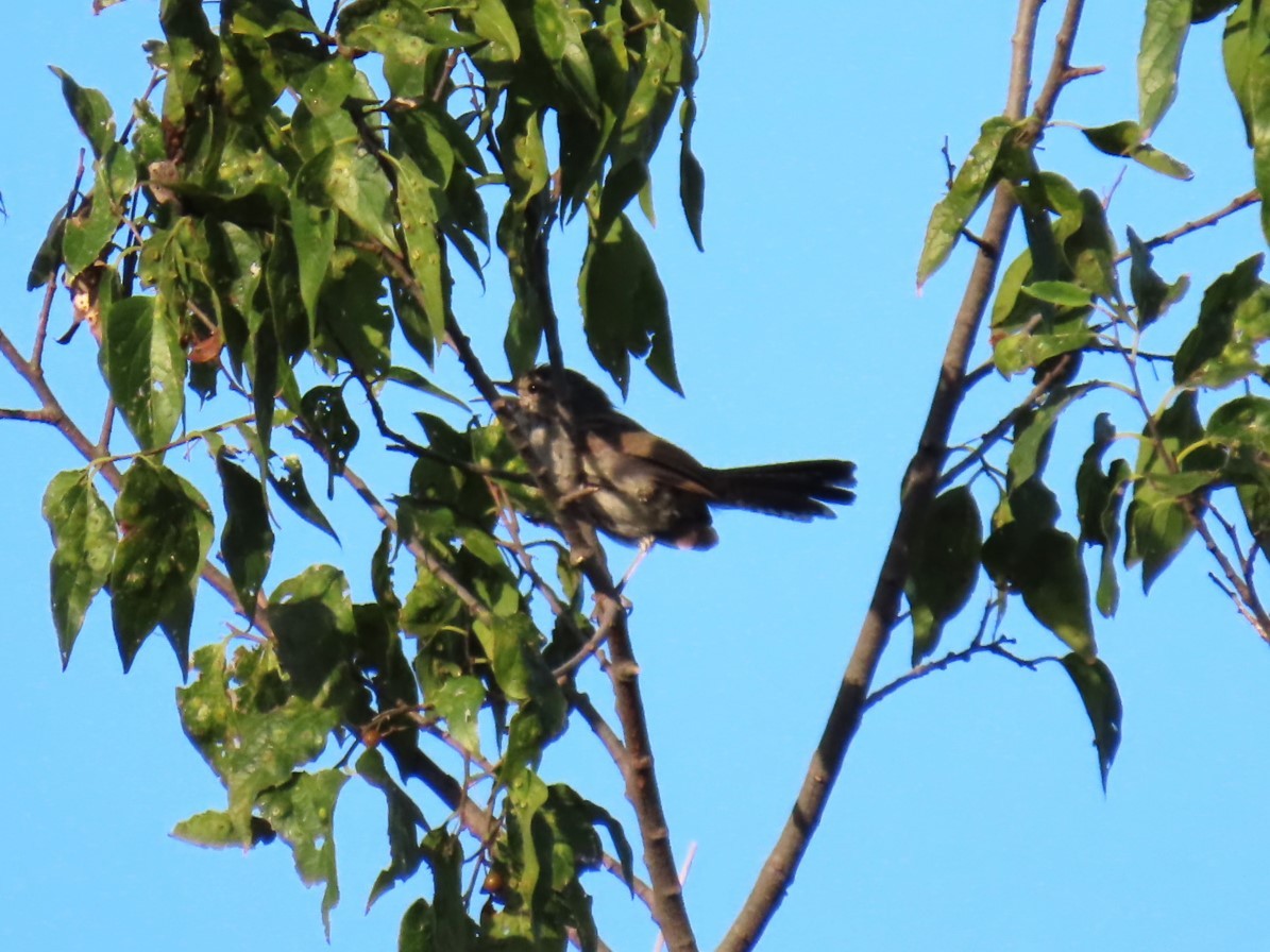 Bewick's Wren - ML622697309