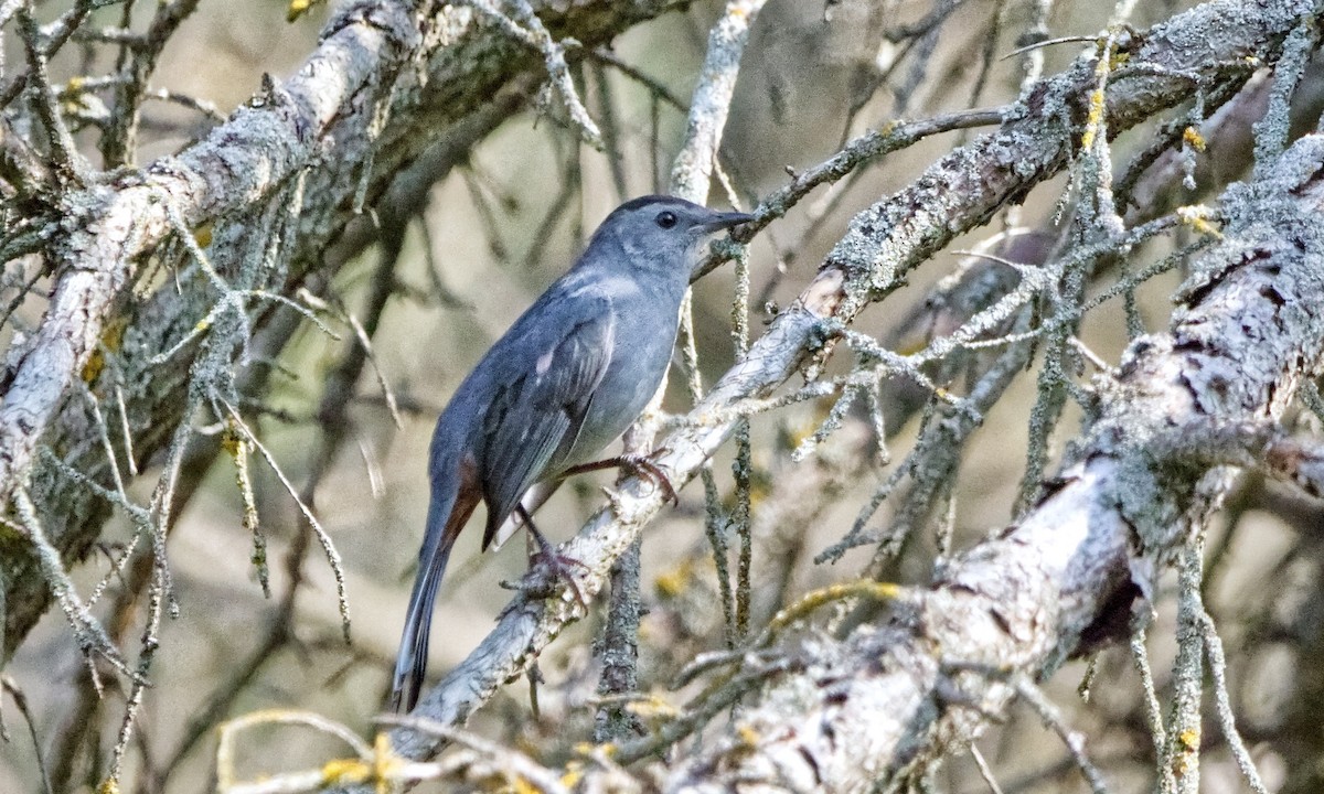 Gray Catbird - ML622697313