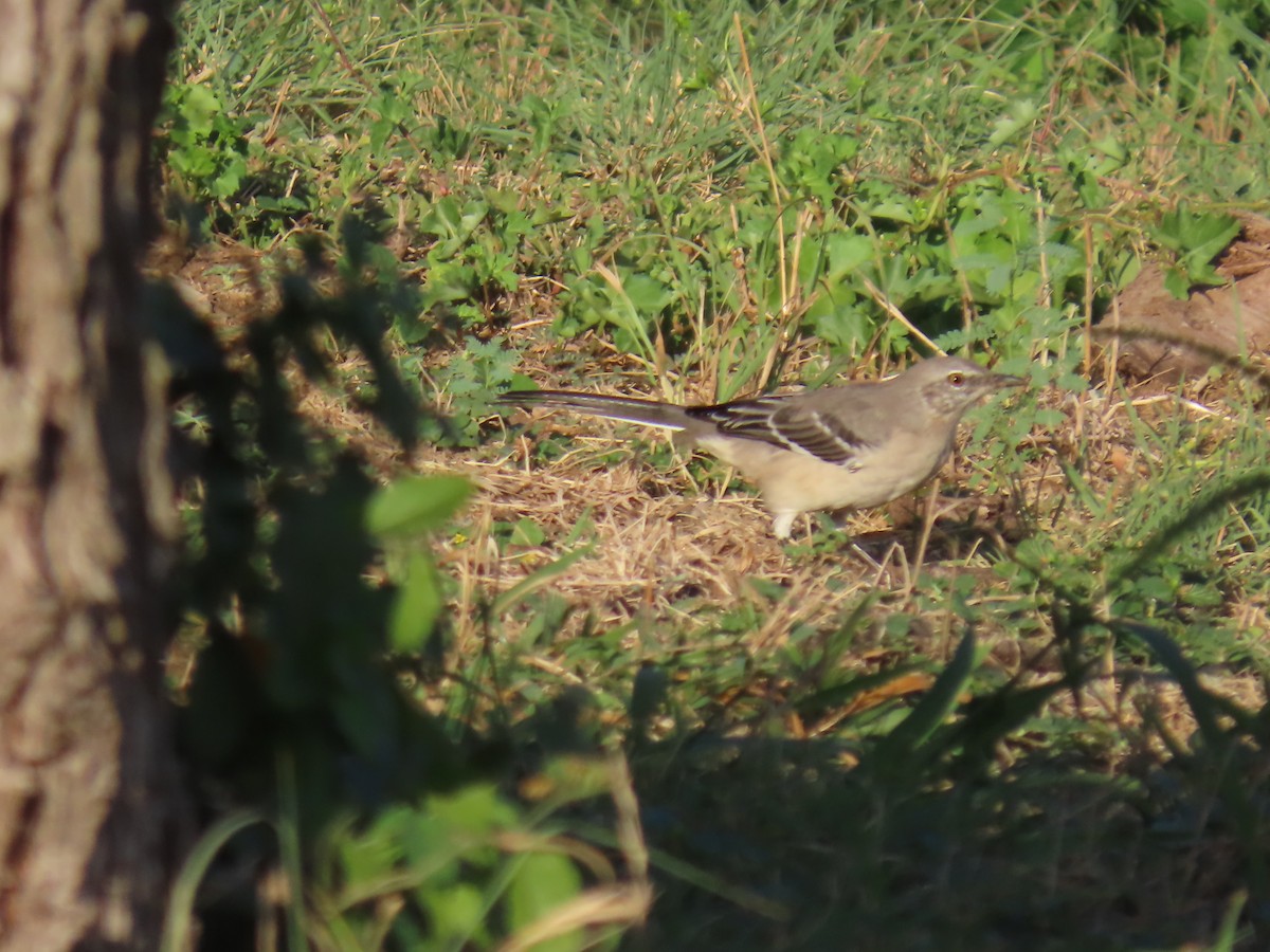 Northern Mockingbird - ML622697316