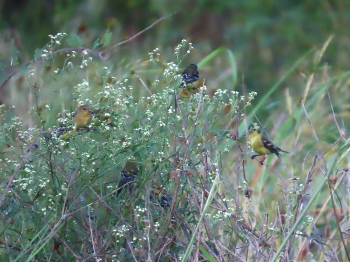 Lesser Goldfinch - ML622697332