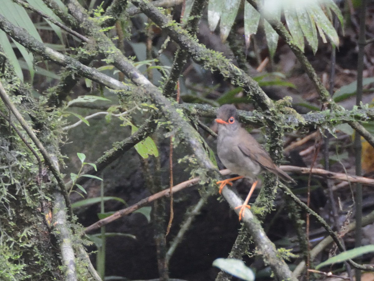 Black-headed Nightingale-Thrush - ML622697379