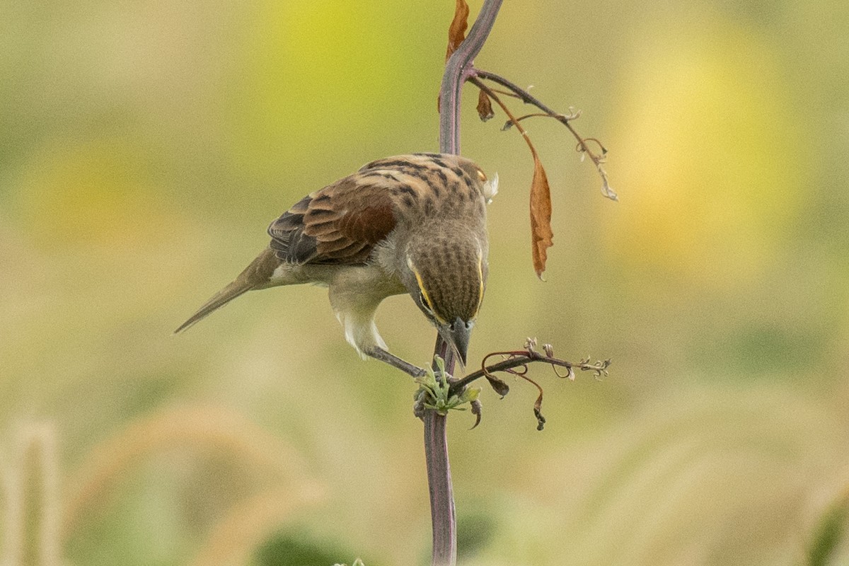 Dickcissel - ML622697385