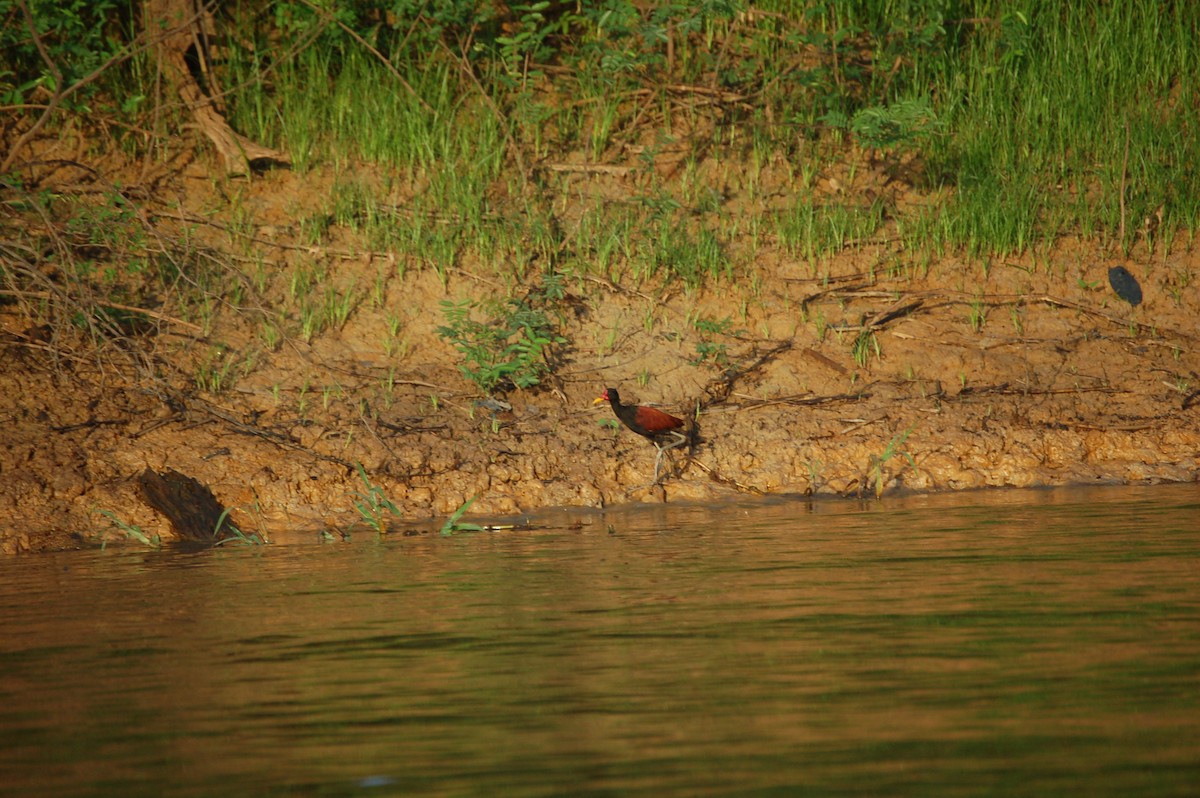 Jacana Suramericana - ML622697404