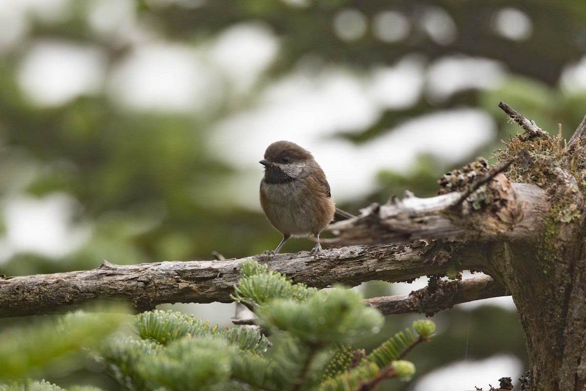 Boreal Chickadee - ML622697465